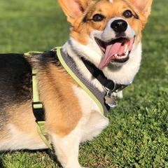 Pembroke Welsh Corgis from LL Corgi Co