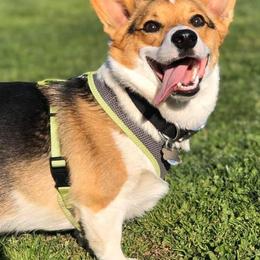 Pembroke Welsh Corgis from LL Corgi Co