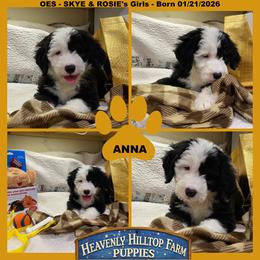 ANNA - Black and white female Old English Sheepdog puppy in Charlo, Montana from Heavenly Hilltop Farm