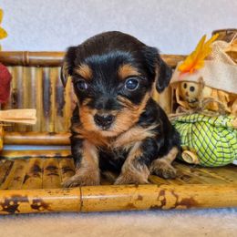 Pandora - Black and tan female Yorkshire Terrier puppy in Blacksburg, South Carolina from Hess Pooches LLC