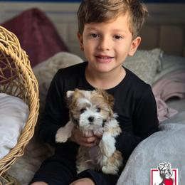 Baby Saja - Tan and white male Yorkshire Terrier puppy in California from Corazon de gigante