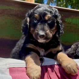 Golden Aussiedoodle and Goldendoodle Puppies from Wild Rose Tiny Poodles & Doodles