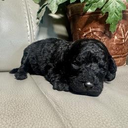 Lulu - Black female Goldendoodle puppy in Lake City, Florida from Dream Hollow Farm