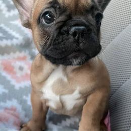 French Bulldogs from Boujee Top Shelf Frenchies