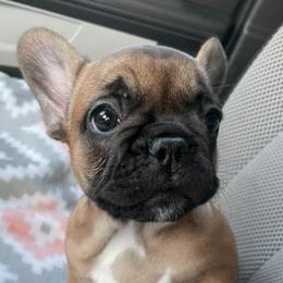 French Bulldogs from Boujee Top Shelf Frenchies