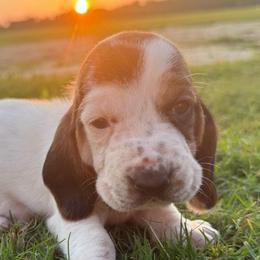 Red lace ear - Black brown and white female Basset Hound puppy in Douglas, Georgia from Huffer Hounds and Havanese