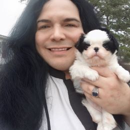 Japanese Chin Puppies from Mystike Japanese Chin