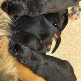 Male 3 - Black and red male German Shepherd puppy in Winchester, Kentucky from Drache Feld