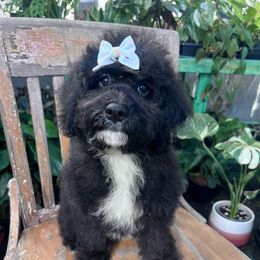 Haven with training - Black and white female Cockapoo puppy in Boonville, North Carolina from Doods & Dolls