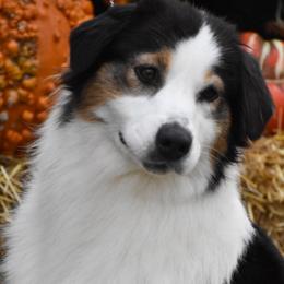 Kauai - Australian Shepherd
