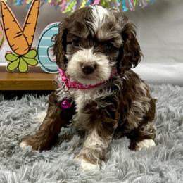Rachel - Brown roan female Cockapoo puppy in Lancaster, Missouri from Cavapoo Acres