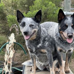 Australian Cattle Dog Puppies from Tin Roof Australian Cattle Dogs