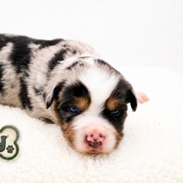 Rocky - Blue merle male Miniature Australian Shepherd puppy in Apache Junction, Arizona from Circle T Mini Aussies