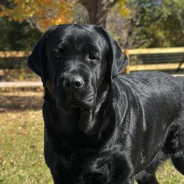 Twinkie - Labrador Retriever
