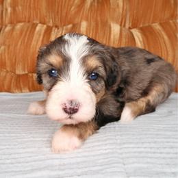 Nalu - Blue Eyes - Merle female Bernedoodle puppy in Bowling Green, Ohio from Windy Creek Doodles