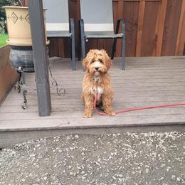 Female 1 - Red female Australian Labradoodle puppy in Aumsville, Oregon from Country Morning Labradoodles