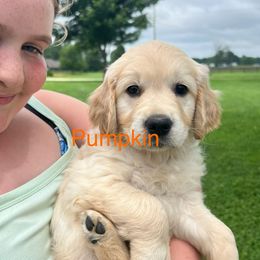 Girl 4 - Light golden female Golden Retriever puppy in Liberty, Kentucky from Janean's Golden Retrievers