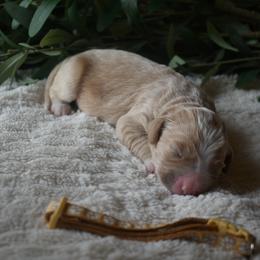 Aussiedoodle and Goldendoodle Puppies from Classic City Doodles