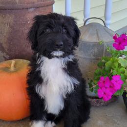 York - Black and white male Aussiedoodle puppy in Missouri from B&M Cottonwood Canines