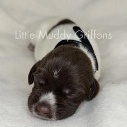 Black Male - Brown and gray male Wirehaired Pointing Griffon puppy in Williston, North Dakota from Little Muddy Griffons