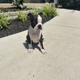 Jordan - Black and white female Boston Terrier puppy in Belleville, Missouri from Belleville Bostons
