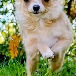 Chihuahua puppies from Small and Mighty Chihuahuas