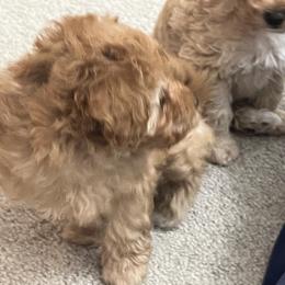 Poodle Puppies from ItalianToyPoodles