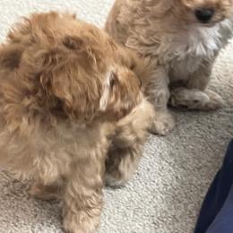 Poodle Puppies from ItalianToyPoodles