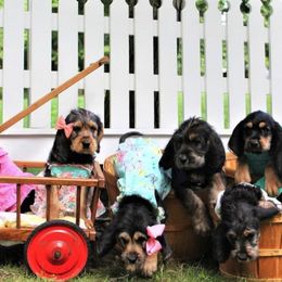 Otterhound Puppies from WrightWay Otterhounds