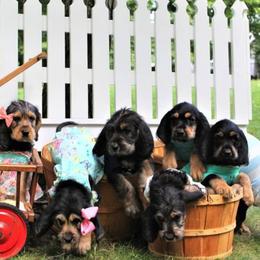 Otterhound Puppies from WrightWay Otterhounds