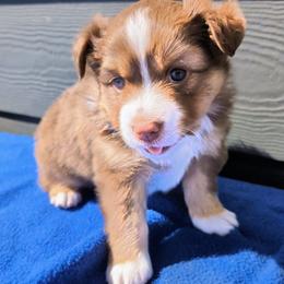 Briar - Red tri-color male Miniature American Shepherd puppy in Harrisonville, Missouri from Trailside Mini Aussies