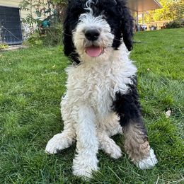 Pink - Bernedoodle puppy from Sweet Tea Kennels