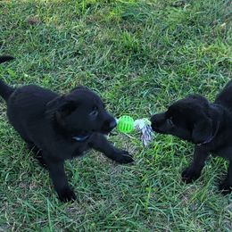 German Shepherd Puppies from Woodhill K9