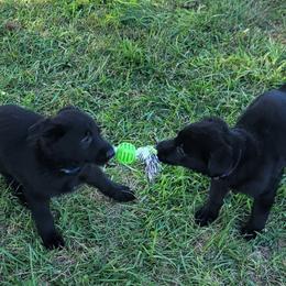 German Shepherd Puppies from Woodhill K9