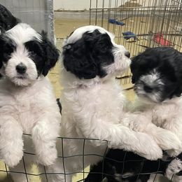 Portuguese Water Dogs from Delgatty PWDs
