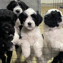 Portuguese Water Dogs from Delgatty PWDs