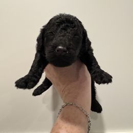 Goldendoodle and Poodle Puppies from Southern Stroll Poodles & Doodles