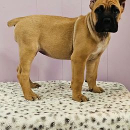 Cane Corso Puppies from RRR Corsos