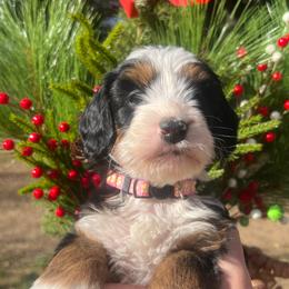 Donner - Tri-color female Bernedoodle puppy in Temecula, California from Country Hills Doodles