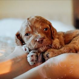 Brown collar - Red male Cockapoo puppy in Missoula, Montana from Big Sky Cockapoos