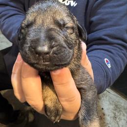 Red Collar - Sable male German Shepherd puppy in Barnhart, Missouri from Combat Creek German Shepherds