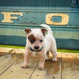 Teal - Red speckled female Australian Cattle Dog puppy in Spokane, Washington from 4D Cattle Dogs