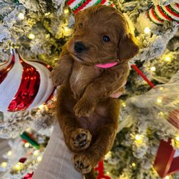 Pink Girl - Red  female Goldendoodle puppy in Hot Springs, Arkansas from Hot Springs Kennels