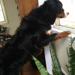 Bernedoodle, Bernese Mountain Dog, and Goldendoodle All Grown Up from Bernedoodles of the Ozarks
