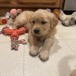 Request - Golden female Golden Retriever puppy in Grant County, Indiana from On The Sunny Side Pavey Farms