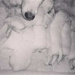 Golden Retriever Puppies from Southern Golden Retrievers