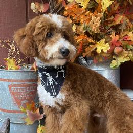 Theo - Goldendoodle