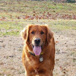 Ember - Golden Retriever