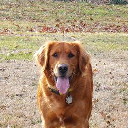 Ember - Golden Retriever