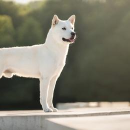 Jindos from Hwarang Kennel Korean Jindo | 화랑 진돗개
